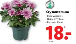 Lidl Krysantemum tilbud