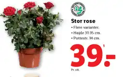Lidl Stor rose tilbud