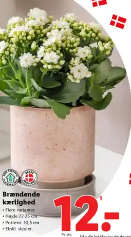 Lidl Brændende kærlighed tilbud