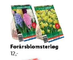 Lidl Forårsblomsterløg tilbud