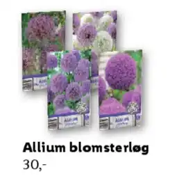 Lidl Allium blomsterløg tilbud