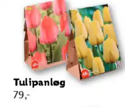 Lidl Tulipanløg tilbud
