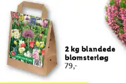 Lidl Blandede blomsterløg tilbud