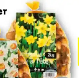 Lidl Påskeliljer tilbud