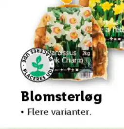 Lidl Blomsterløg tilbud