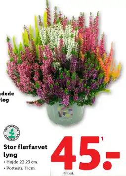 Lidl Stor flerfarvet lyng tilbud