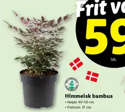 Lidl Himmelsk bambus tilbud