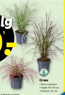 Lidl Græs tilbud
