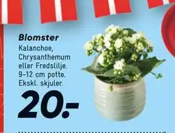 Bilka Blomster, DKK 20 tilbud