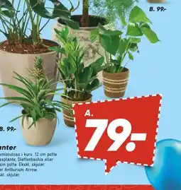 Bilka Monstera eller Zamioculcas i kurv, DKK 79 tilbud