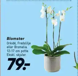 Bilka Blomster, DKK 79 tilbud