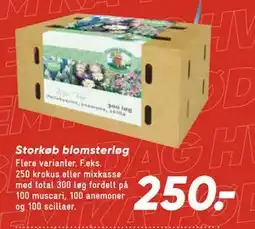 Bilka Storkøb blomsterløg, DKK 250 tilbud