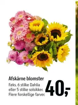 Føtex Afskårne blomster, DKK 40 tilbud