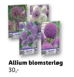 Lidl Allium blomsterløg, DKK 30 tilbud