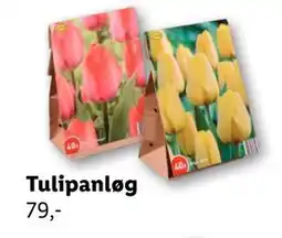 Lidl Tulipanløg, DKK 79 tilbud