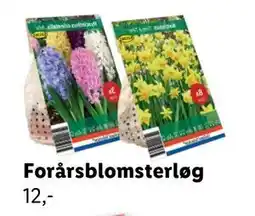 Lidl Forårsblomsterløg, DKK 12 tilbud
