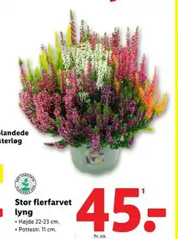Lidl Stor flerfarvet lyng, DKK 45 tilbud