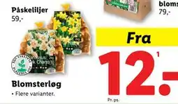 Lidl Blomsterløg, DKK 12 tilbud