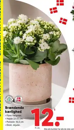 Lidl Brændende kærlighed, DKK 12 tilbud