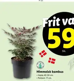 Lidl Himmelsk bambus, DKK 59 tilbud