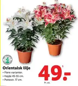 Lidl Orientalsk lilje, DKK 49 tilbud