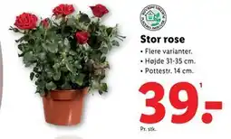 Lidl Stor rose, DKK 39 tilbud