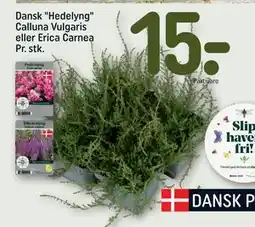 REMA 1000 Dansk Hedelyng Calluna Vulgaris eller Erica Carnea Pr. stk., DKK 15 tilbud