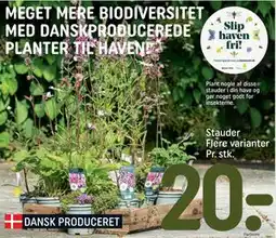REMA 1000 Stauder Flere varianter Pr. stk, DKK 20 tilbud