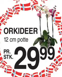 ABC Lavpris ORKIDEER potte tilbud