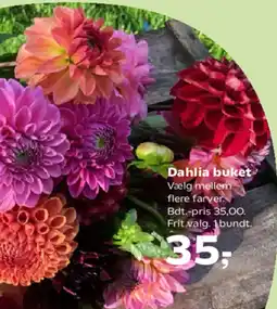 Kvickly Dahlia buket tilbud