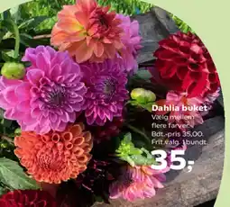 SuperBrugsen Dahlia buket tilbud