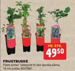 jem & fix FRUGTBUSKE, DKK 49.5 tilbud