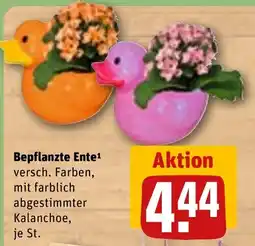 REWE DE Bepflanzte ente tilbud