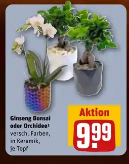 REWE DE Ginseng bonsai oder orchidee tilbud