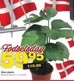 Bauhaus Grøn plante tilbud