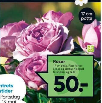 Bilka Roser tilbud