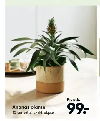 Bilka Ananas plante tilbud