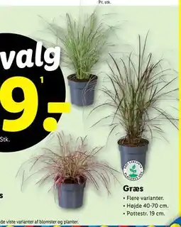 Lidl Græs, DKK 59 tilbud