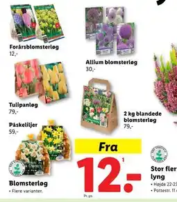 Lidl Blomsterløg tilbud