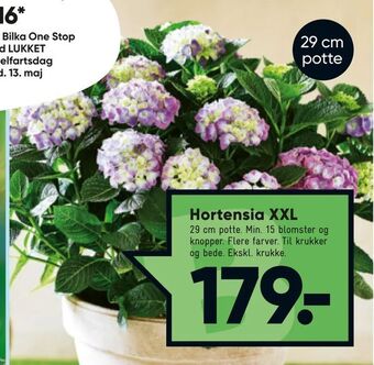 Bilka Hortensia XXL tilbud