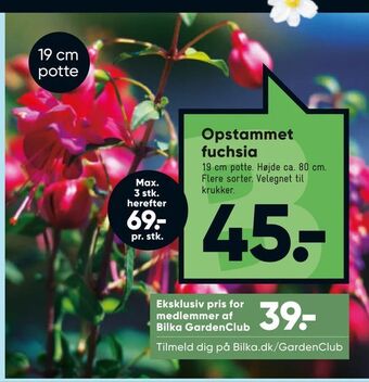 Bilka Opstammet fuchsia tilbud