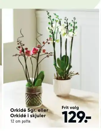 Bilka Orkidé 5gr. eller Orkidé i skjuler tilbud