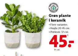 Lidl Grøn plante i keramik tilbud