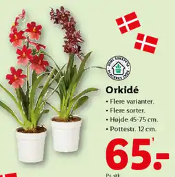 Lidl Orkidé tilbud