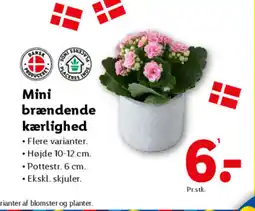 Lidl Mini brændende kærlighed tilbud