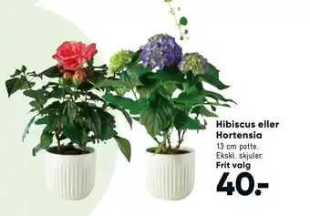 Bilka Hibiscus eller Hortensia tilbud