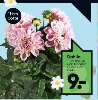 Bilka Dahlia tilbud