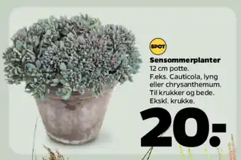 Netto Sensommerplanter tilbud