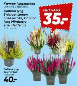 Bilka Calluna lyng 3-farvet Lemon cheesecake, Calluna lyng Mintberry eller Heidemix., DKK 35 tilbud