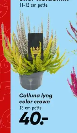 Bilka Calluna lyng color crown, DKK 40 tilbud